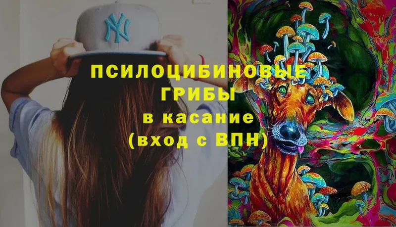 наркота  Гаджиево  Галлюциногенные грибы MAGIC MUSHROOMS 